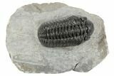 Adrisiops Weugi Trilobite - Recently Described Phacopid #192827-1